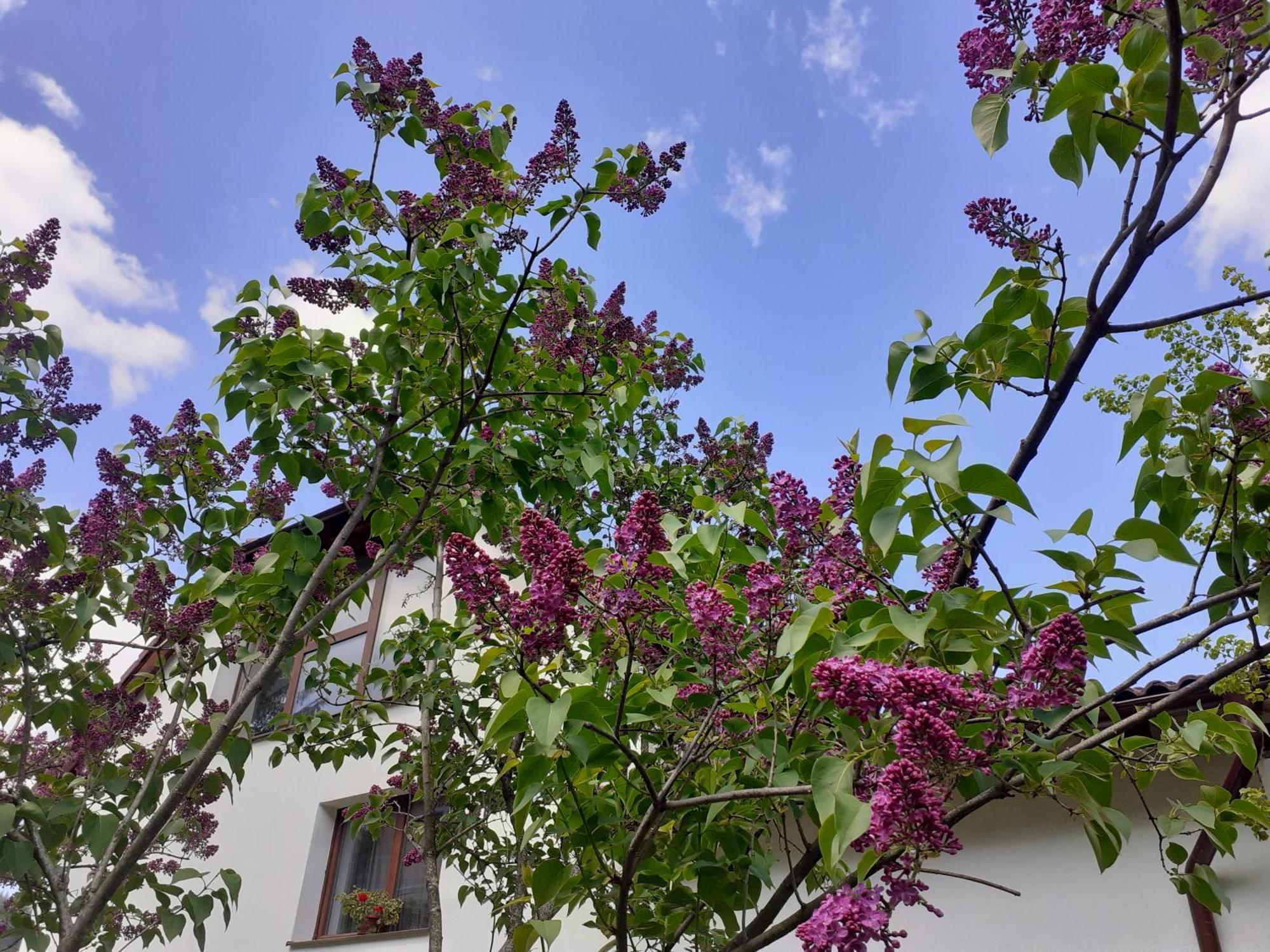Appartamento R-House Braşov Camera foto